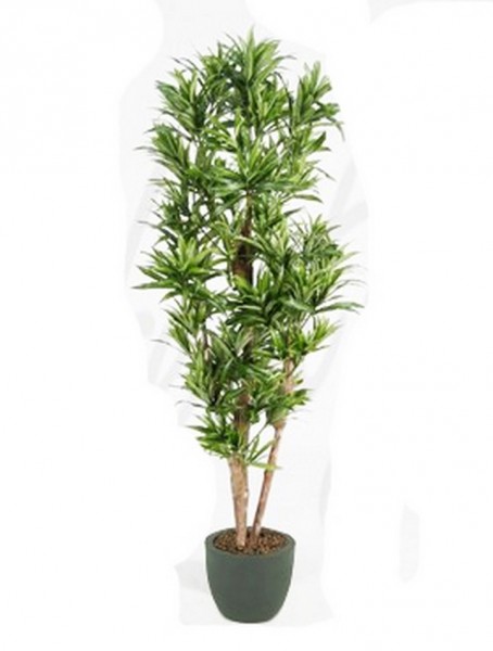 Dracaena reflexa 150 cm - Drachenbaum Kunstpflanze
