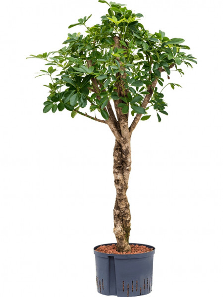 Schefflera arboricola - Strahlenaralie twist 115 cm - Hydrokultur