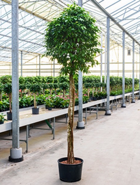 Ficus benjamina columnar 300 cm Hydrokultur