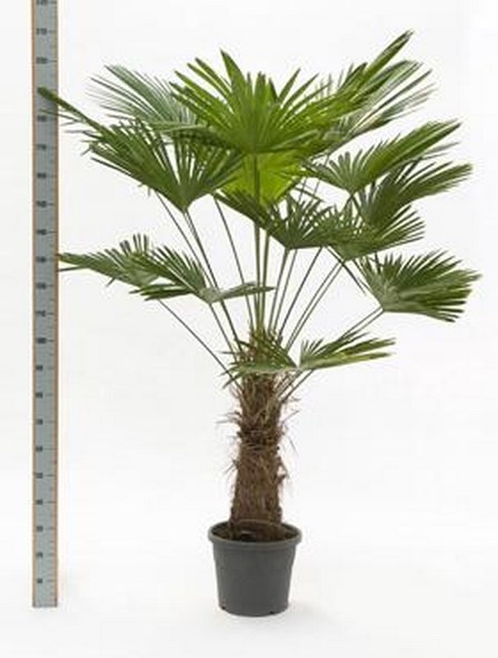Trachycarpus wagnerianus 190 cm | wagnersche Hanfpalme