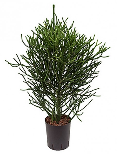Euphorbia tirucalli 90cm
