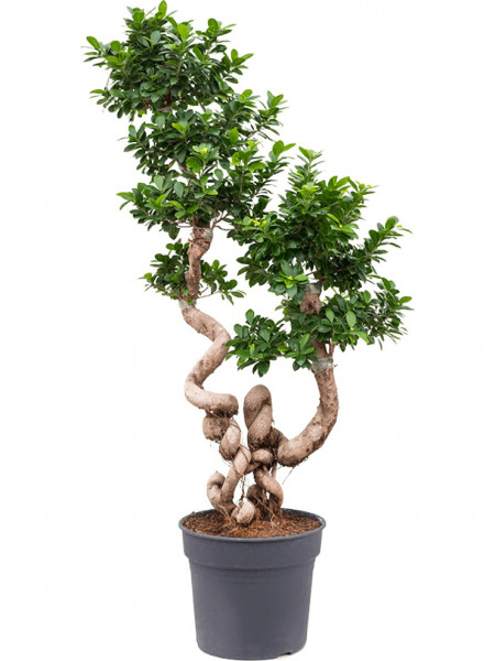 Ficus microcarpa compacta Bonsai 160 cm