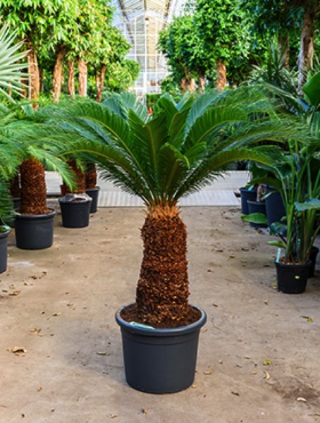 Cycas revoluta 140 cm - Palmfarn