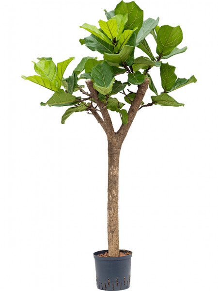 Ficus lyrata 135 cm - Geigenfeigenbaum Hydrokultur